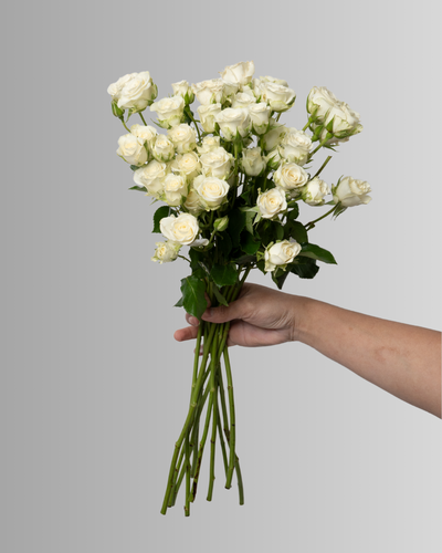Spray Rose White