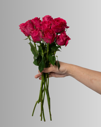 Rose Hot Spot