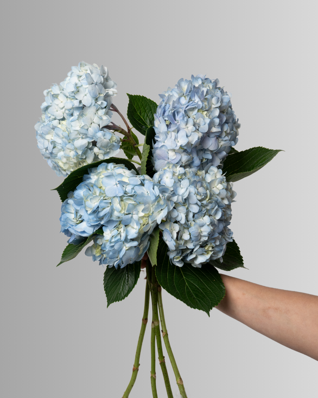 Hydrangea Premium Light Blue