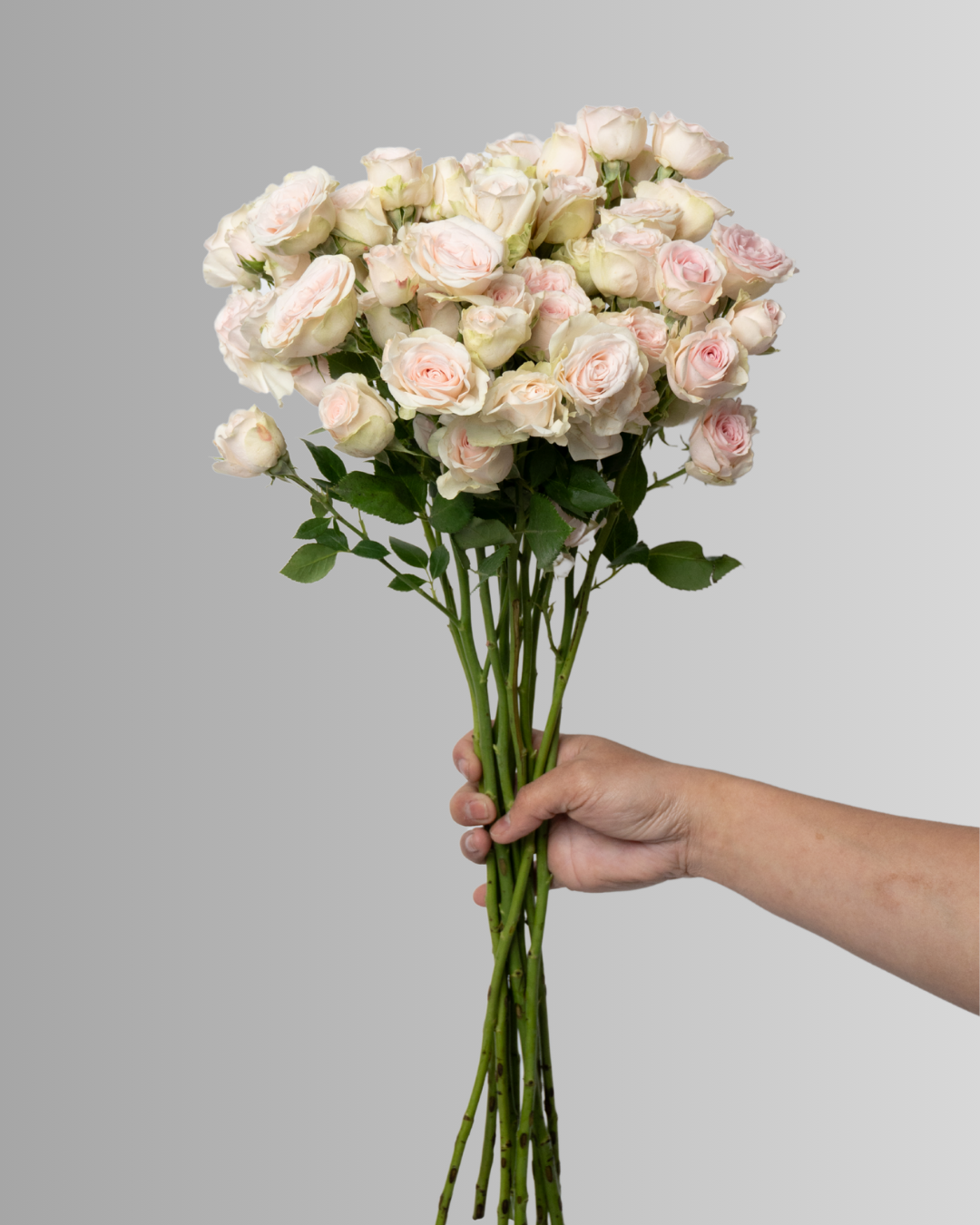 Spray Rose Wedding Rose