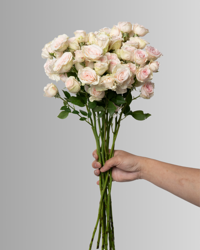 Spray Rose Wedding Rose