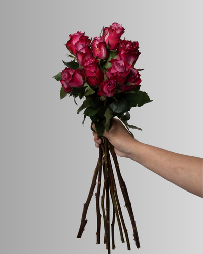 Rose Deep Purple