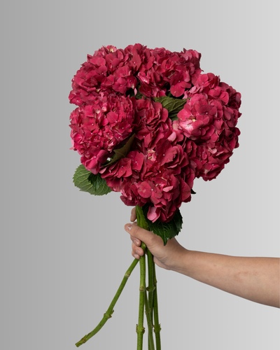 Hydrangea Trophy Red