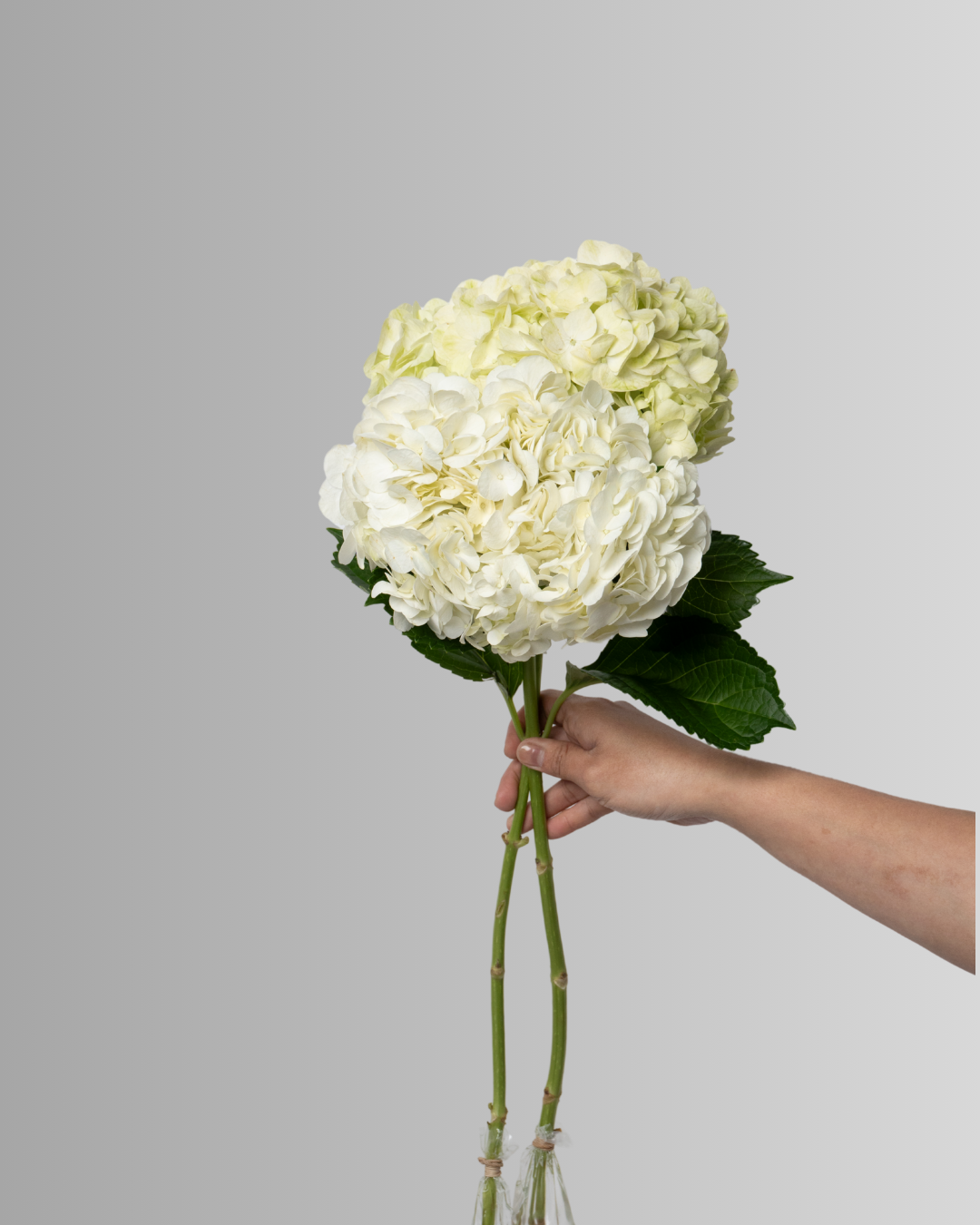 Hydrangea Premium  White