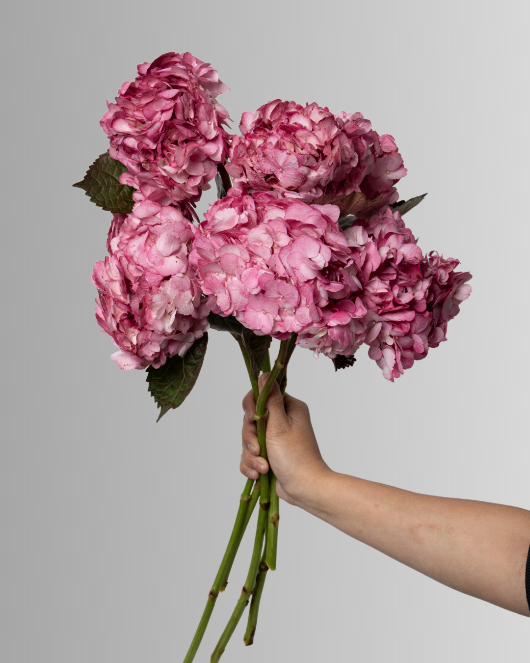 Hydrangea Hot Pink
