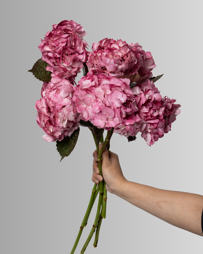 Hydrangea Hot Pink