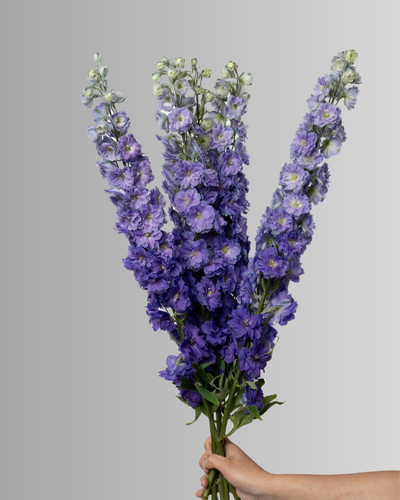 Delphinium Purple Heart