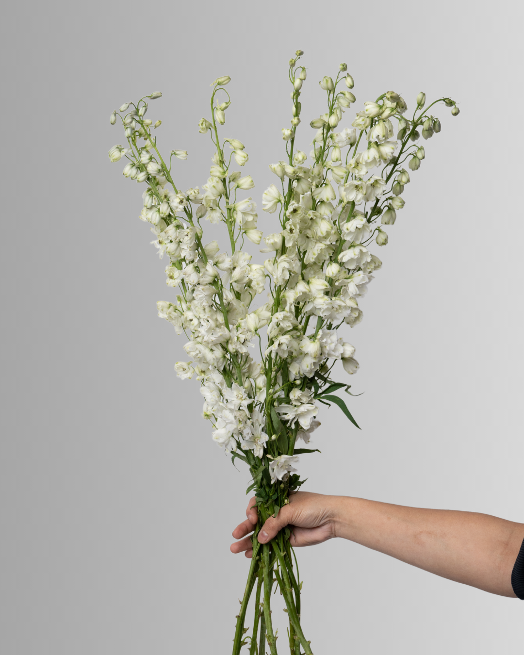 Delphinium Guardian White \ Candle Larkspur