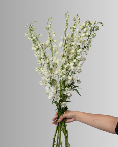 Delphinium Guardian White \ Candle Larkspur