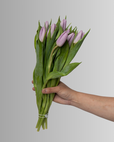 Tulip Saigon Light Purple