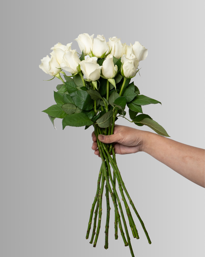 Rose White