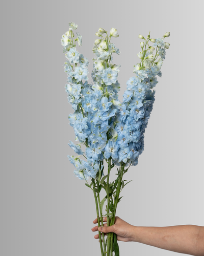 Delphinium Dewi Boy Light Blue