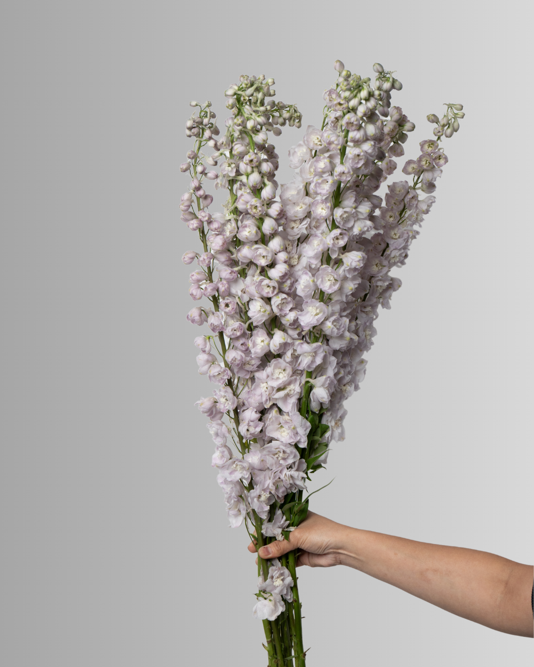 Delphinium Lavender