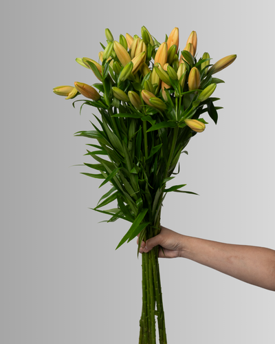 Lily Asiatic Cesar Palace
