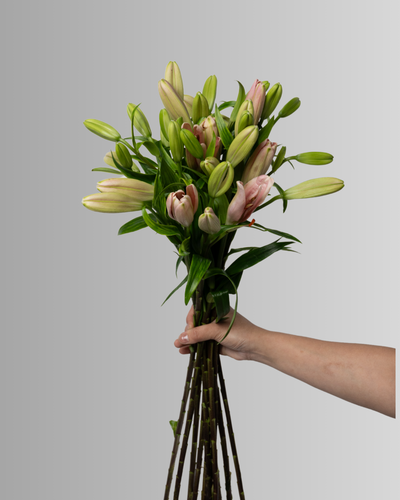 Lily Asiatic Brindisi