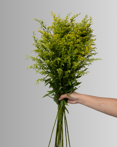 Solidago Golden