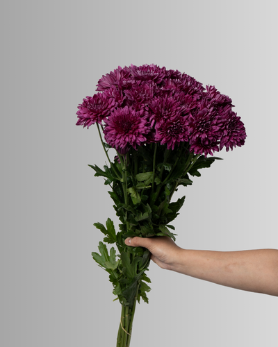Chrysanthemum Spray Lamira
