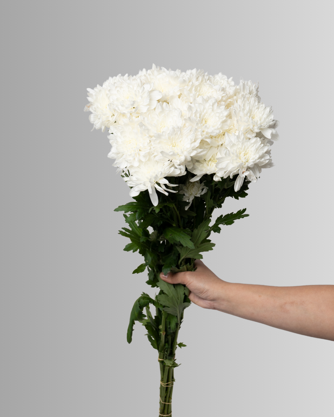 Chrysanthemum Spray Zembla White