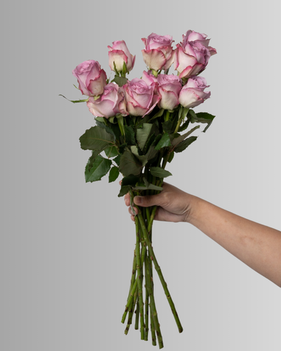 Osiria Rose Purple
