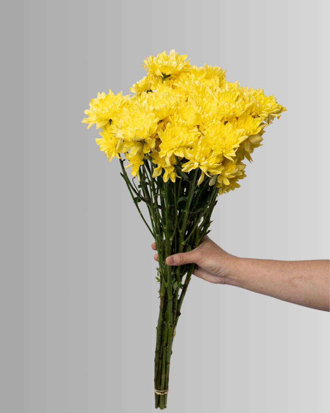 Chrysanthemum Spray Pinacolada