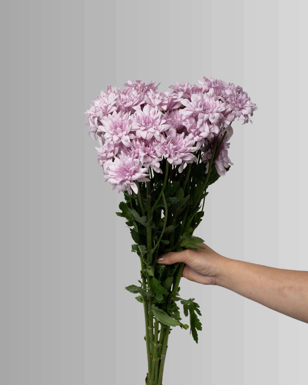 Chrysanthemum Spray Karma Pink