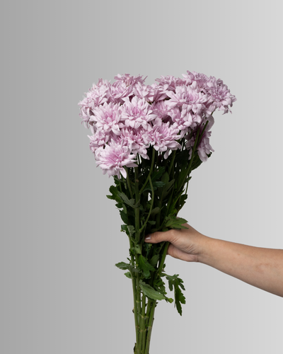 Chrysanthemum Spray Karma Pink