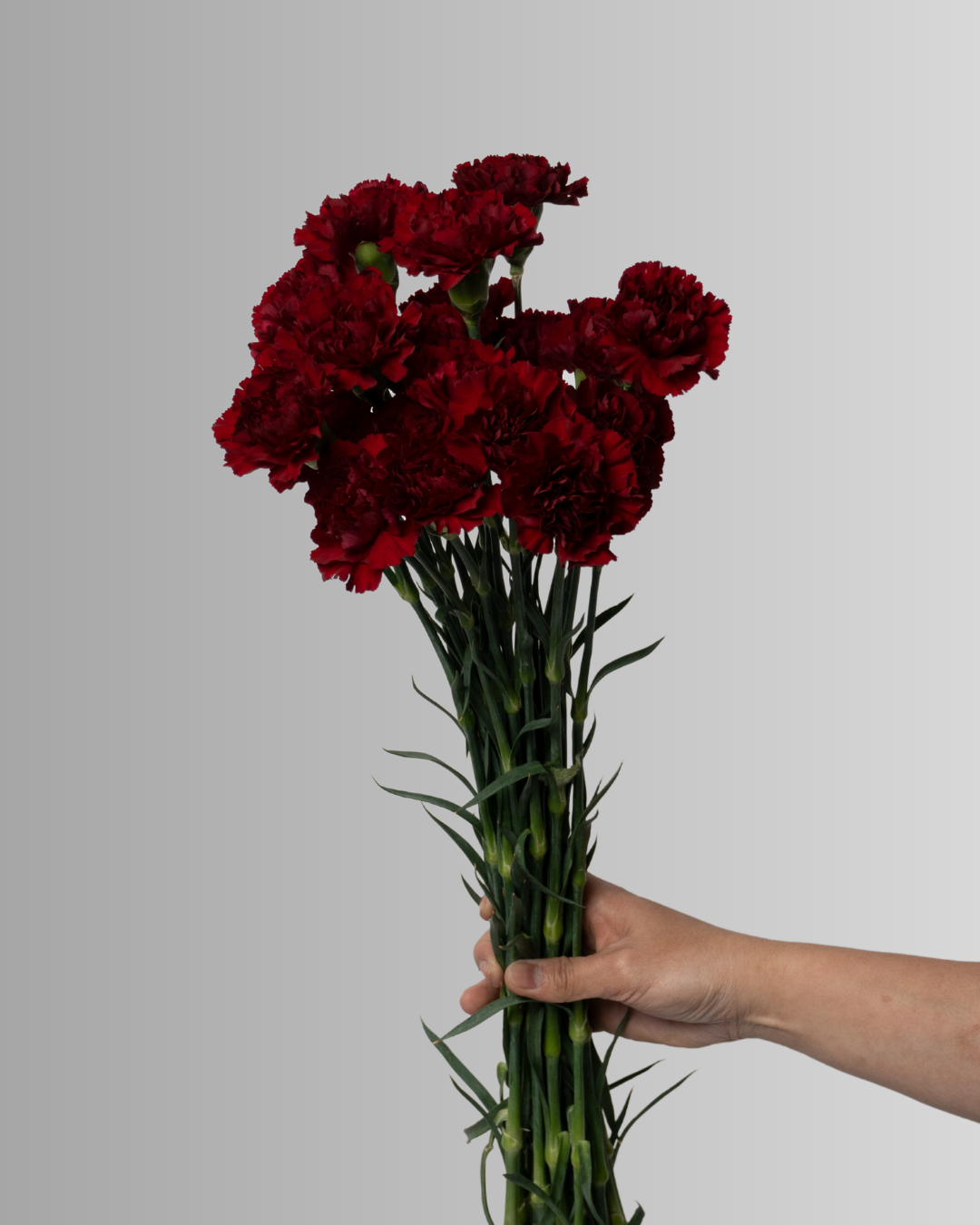 Carnation Dark Purple Kn