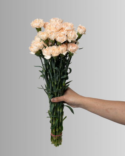 Carnation Peach Kn