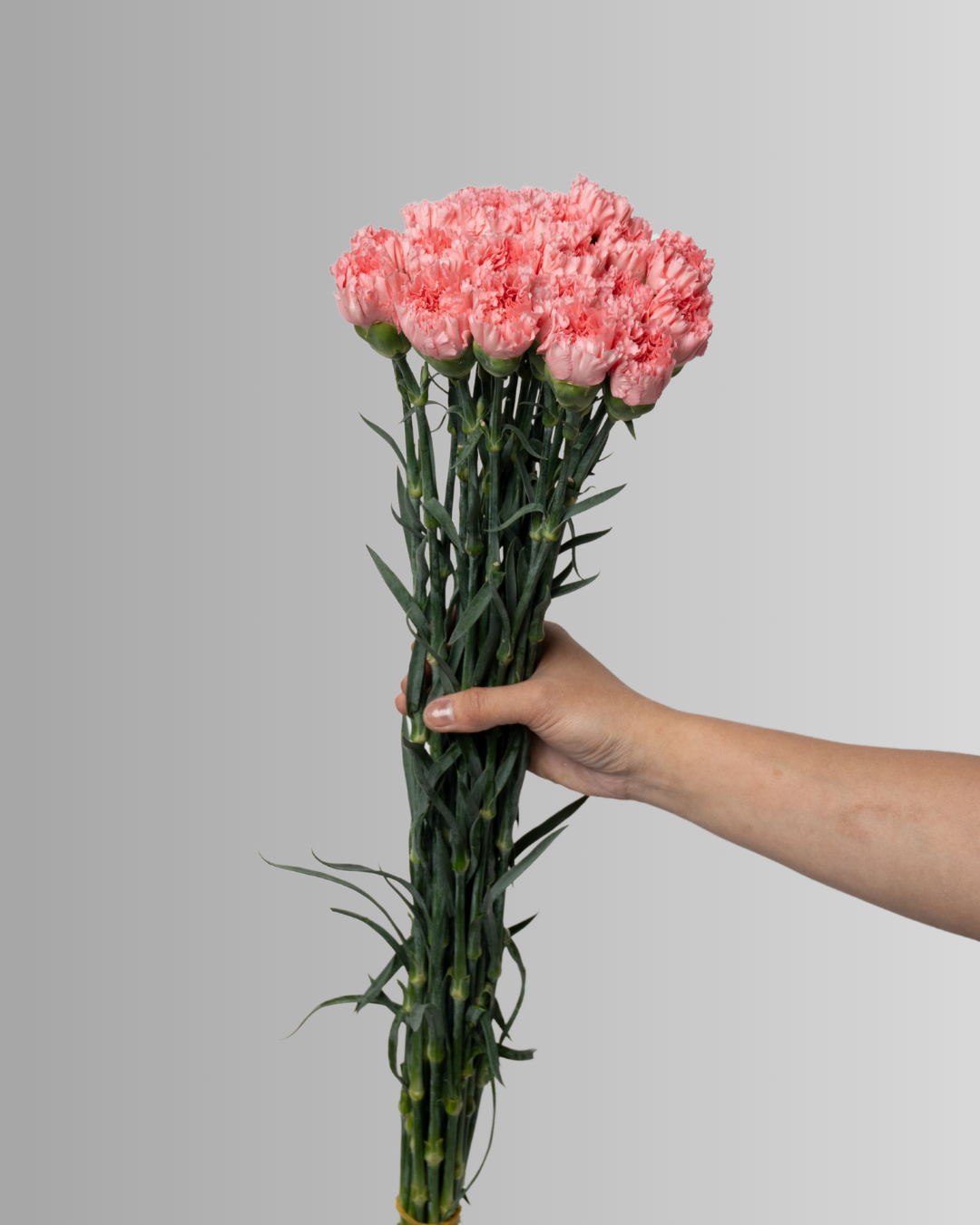 Carnation Light Pink Kn