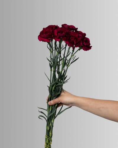 Carnation Zurigo Marroon