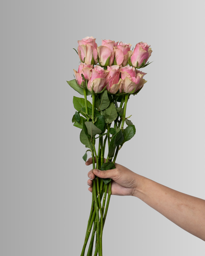 Rose Light Pink