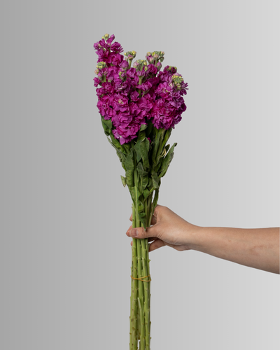 Matthiola Iron Purple