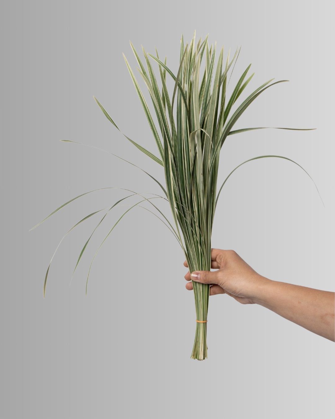 China Lily Grass White