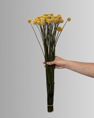 Craspedeia Yellow