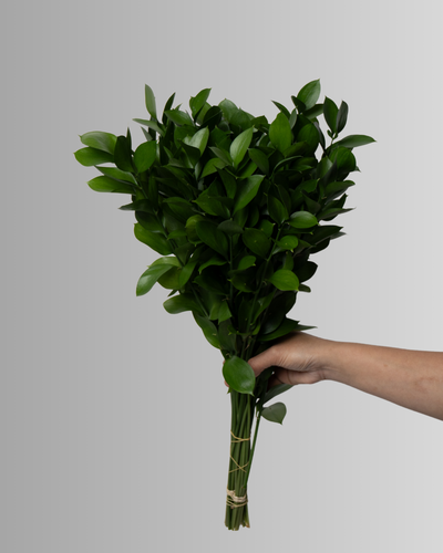 Single Ruscus