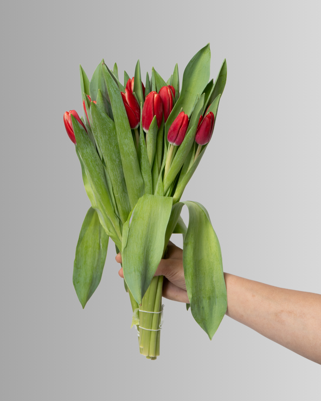 Tulip Ille De France