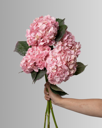 Hydrangea Amazing Force Light Pink