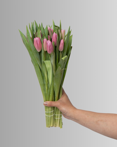 Tulip Barcelona Dark Pink