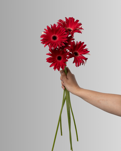Gerbera Pasta Rosata Fire