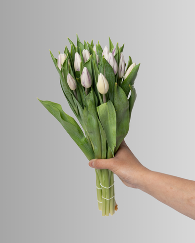 Tulip Royal Virgin