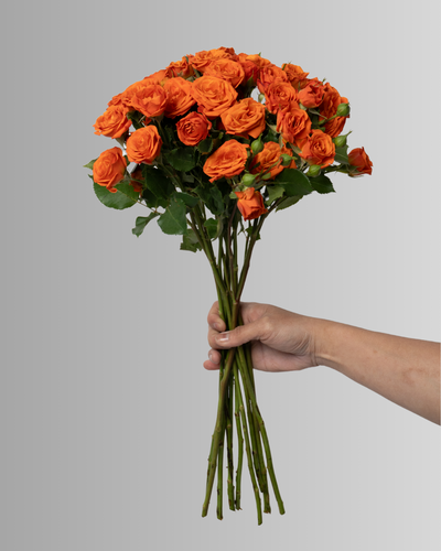 Spray Rose Orange Babe