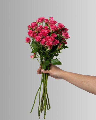 Spray Rose Lianne Dark Pink