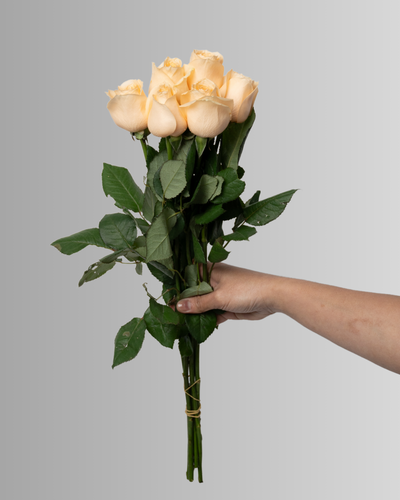 Rose Magic Avalanche
