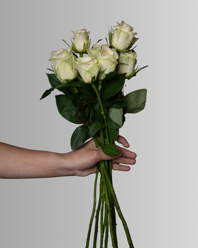 Spray Rose Light yellow