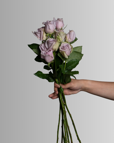 Rose Light Purple