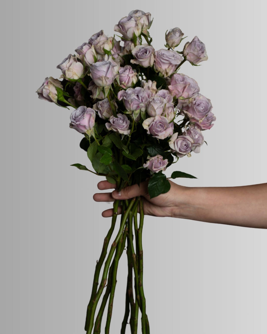 Spray Rose Light Purple