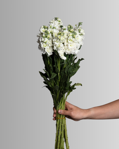Matthiola Iron White