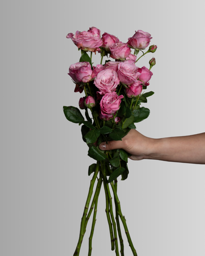 Spray Rose Bombastic Madam Pink