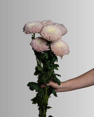 Chrysanthemum Disbud Pink Oefa