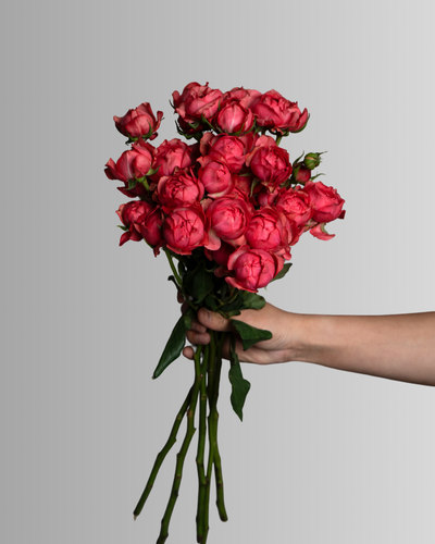 Spray Rose Julietta Raspberry